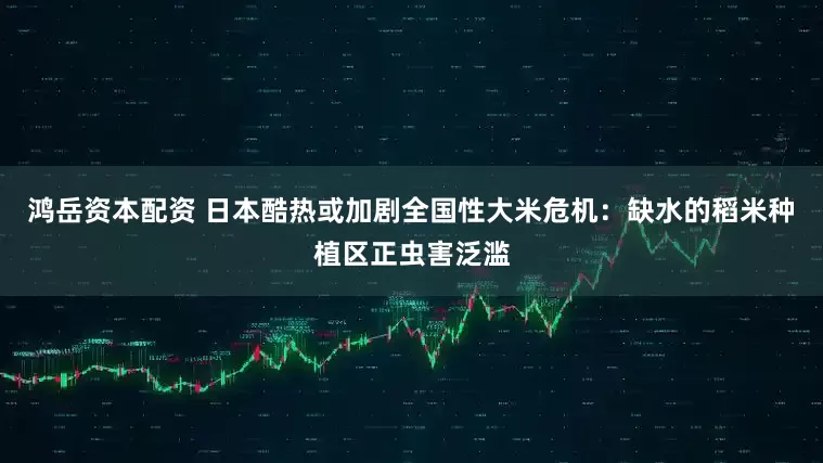 鸿岳资本配资 日本酷热或加剧全国性大米危机：缺水的稻米种植区正虫害泛滥